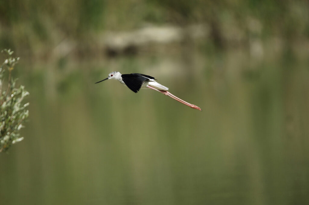 Uccelli migratori lago riserva LIPU Santa Luce