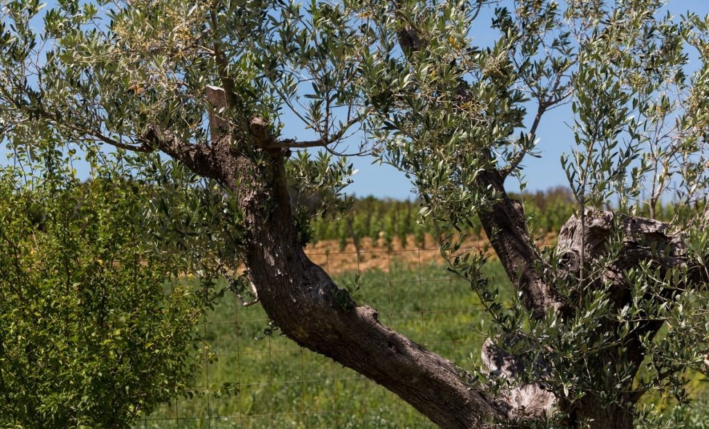 Olio d'oliva costa degli etruschi
